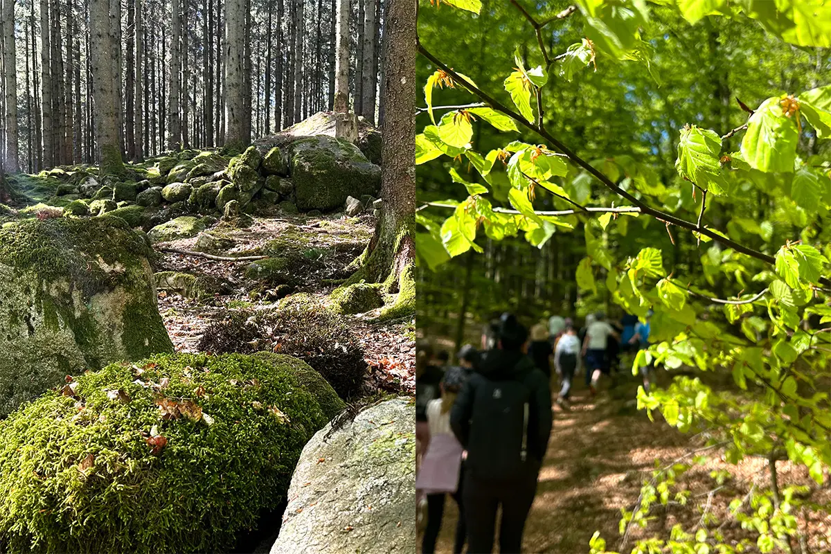 Bildmontage om 2 bilder. Till höger syns stenar med mossa på och i bakgrunden finns trädstammar. Till vänster är boklöv i fokus, i bakgrunden är en grupp människor på led i ofokus.